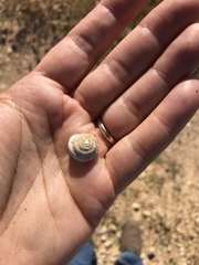 Sphincterochila cariosa