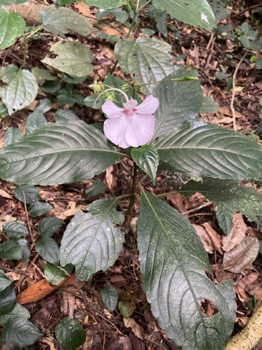 Impatiens teitensis, photograph 1