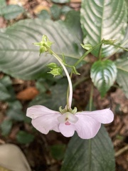 Impatiens teitensis, photograph (c) Annie Evankow, some rights reserved (CC BY)