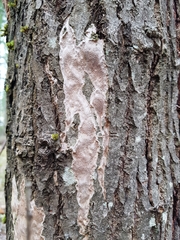 Phellinopsis conchata