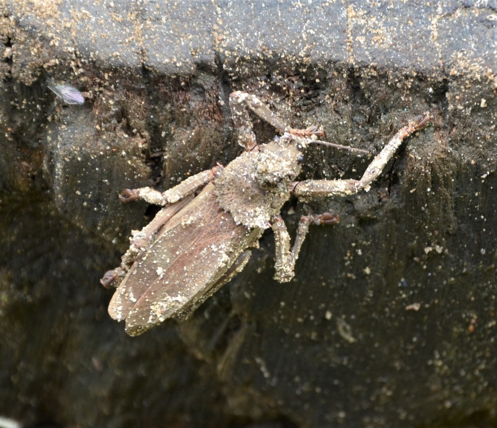 Pantecphylini