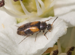 Anaspis fasciata