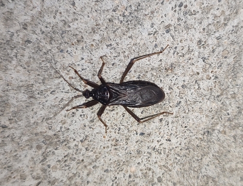 Zákernica domová (Reduvius personatus)