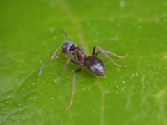 Lasius niger