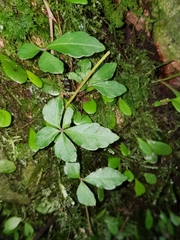 Tetrastigma obtectum glabrum