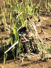 Gallinula chloropus