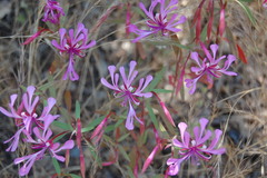 Clarkia concinna