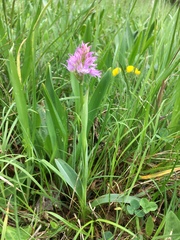 Neotinea tridentata tridentata