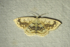 Cyclophora annularia