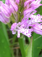 Neotinea tridentata tridentata