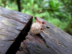 Plectotropis mackensii