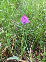 Neotinea tridentata tridentata