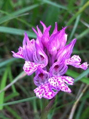 Neotinea tridentata tridentata