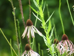 Echinacea sanguinea
