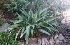 Strelitzia reginae reginae