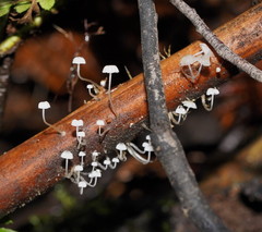 Mycena maldea
