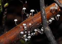 Mycena maldea
