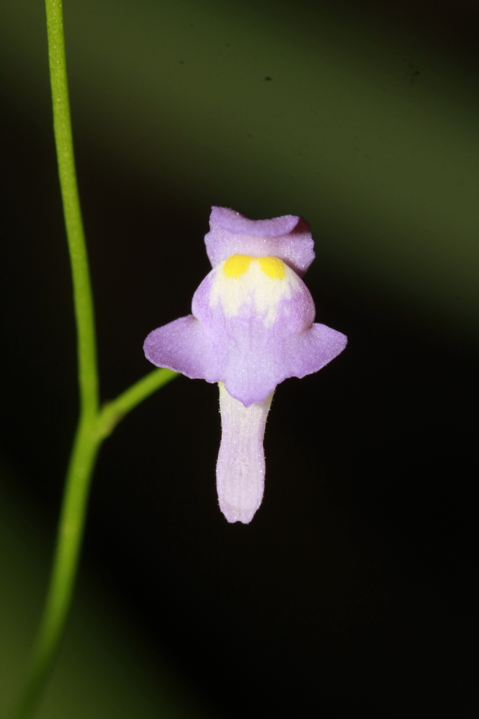 Florida Purple Bladderwort