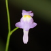 Utricularia amethystina - Photo (c) Maël Dewynter, μερικά δικαιώματα διατηρούνται (CC BY-NC), uploaded by Maël Dewynter