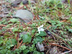 Viola adenothrix