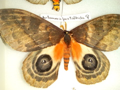 Automeris postalbida