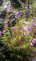 Penstemon leonensis