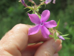 Phlox pilosa pilosa