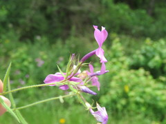 Phlox pilosa pilosa