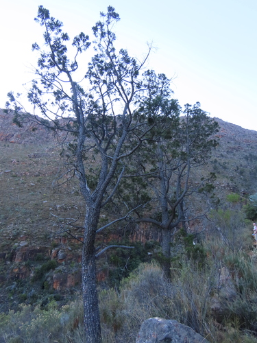 Image of Widdringtonia cedarbergensis by (c) Adele SL, some rights reserved (CC BY)