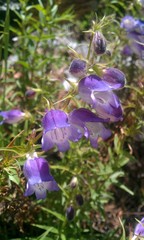 Penstemon leonensis