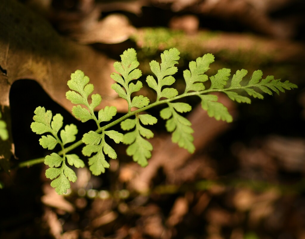 lowland brittle fern from Washington County, AR, USA on May 26, 2024 at