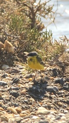 Motacilla flava cinereocapilla