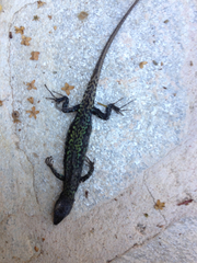 Podarcis muralis