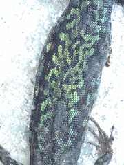 Podarcis muralis