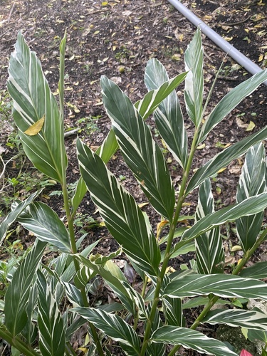 Alpinia vittata observed 2024-05-26