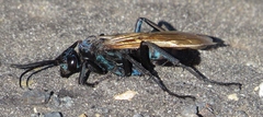 Pepsis grossa