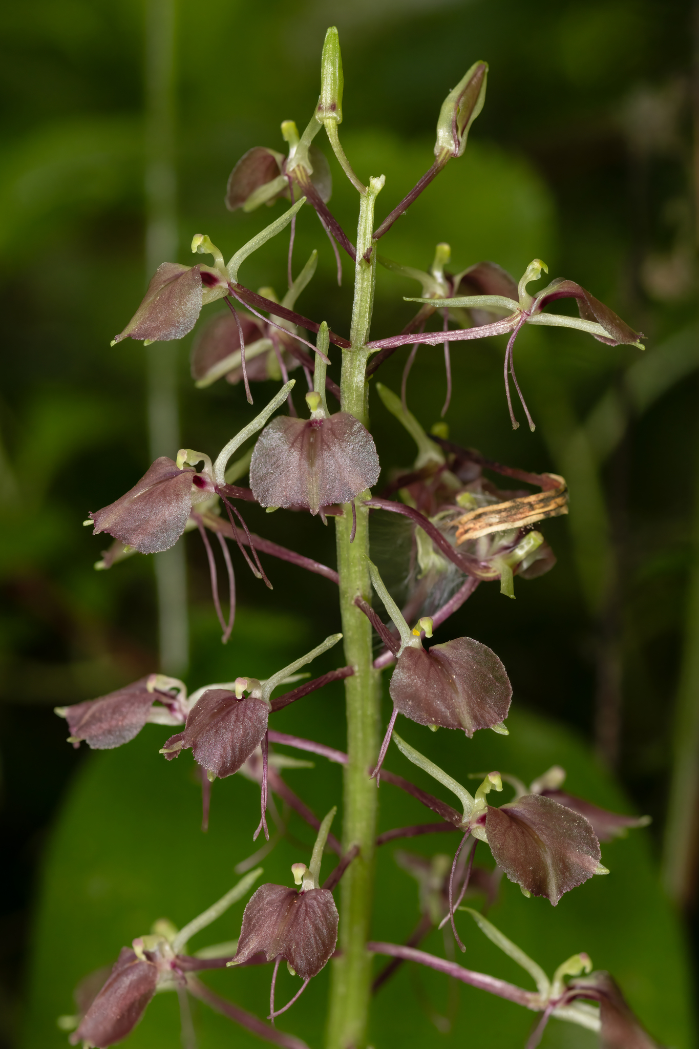 Liparis liliifolia