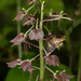 Liparis liliifolia - Photo 由 Nicholas Wei 所上傳的 (c) Nicholas Wei，保留部份權利CC BY-SA