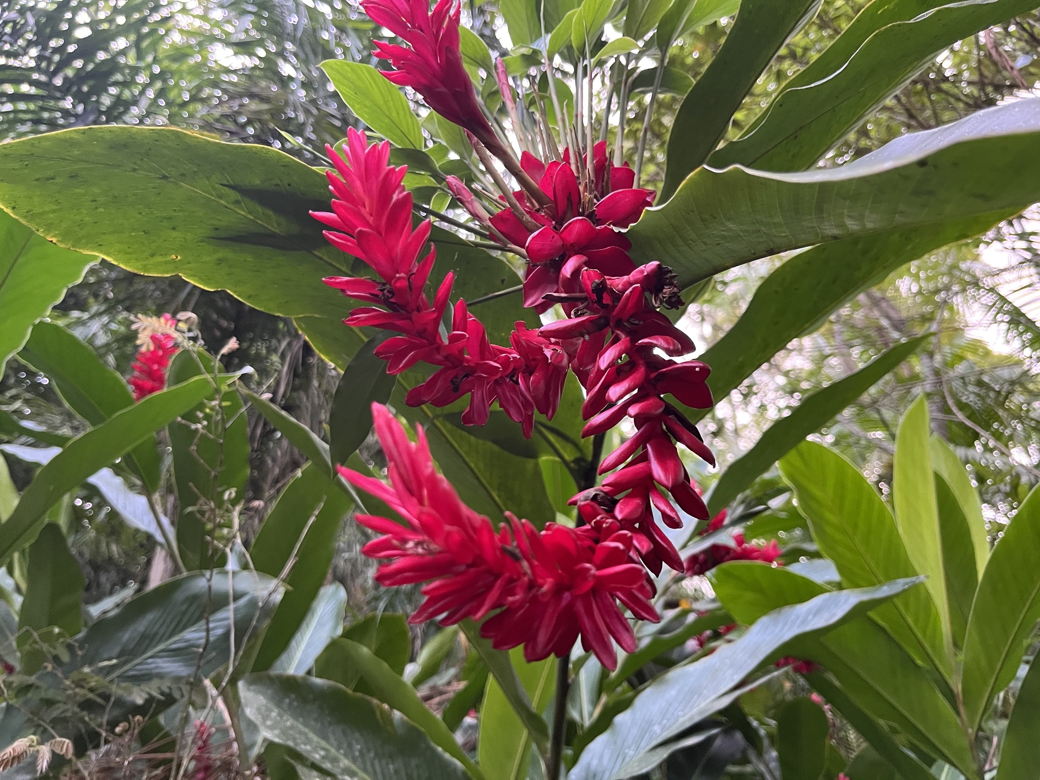 Alpinia purpurata