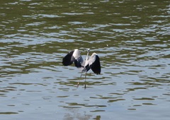 Ardea cinerea