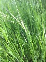 Bromus sterilis