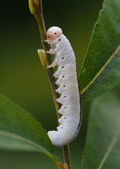 Cimbex americanus