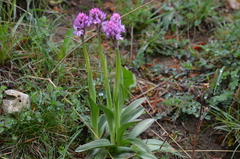 Neotinea tridentata tridentata