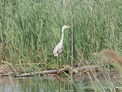Ardea cinerea