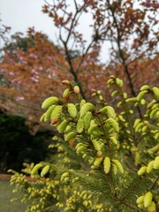 Picea morrisonicola
