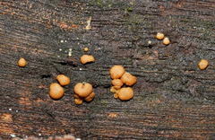 Trichoderma nothescens