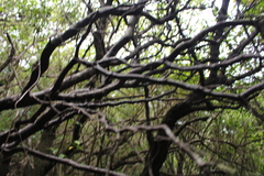 Veronica strictissima
