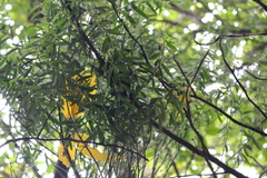 Veronica strictissima