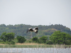 Ardea cinerea