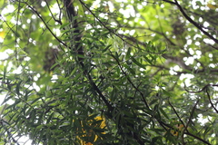 Veronica strictissima
